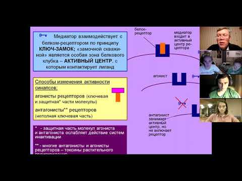Видео: Вячеслав Дубынин нейромедиаторы