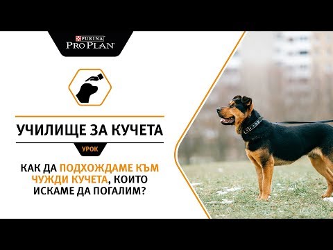 Видео: Как да подхождаме към чужди кучета, които искаме да погалим?