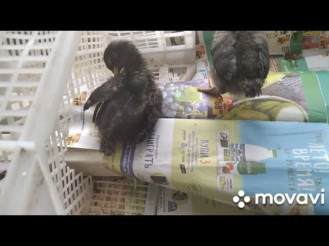 Видео: Вывожу цыплят осенью! Почему, зачем, что с ними будет?? Плимутрок