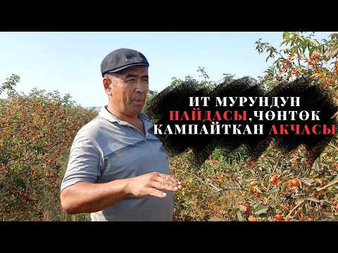 Видео: ИТ МУРУНДУН ПАЙДАСЫ,ЧӨНТӨК КАМПАЙТКАН АКЧАСЫ