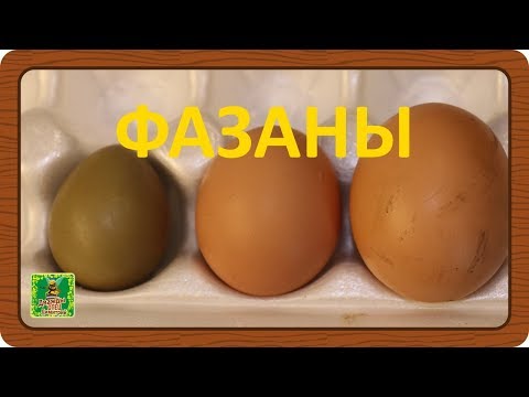 Видео: ФАЗАНЫ. Инкубация