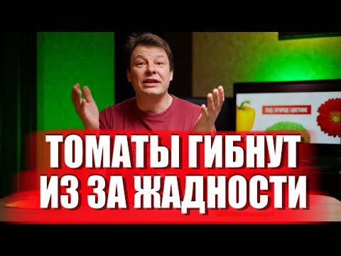 Видео: Из за Вашей жадности томаты болеют и гибнут, сколько посадить рассады томата