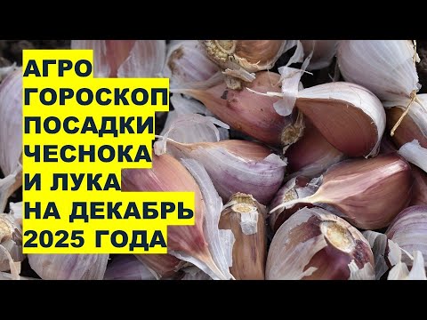 Видео: Декабрь 2025: Когда Сажать Озимый Чеснок и Лук для Богатого Урожая?
