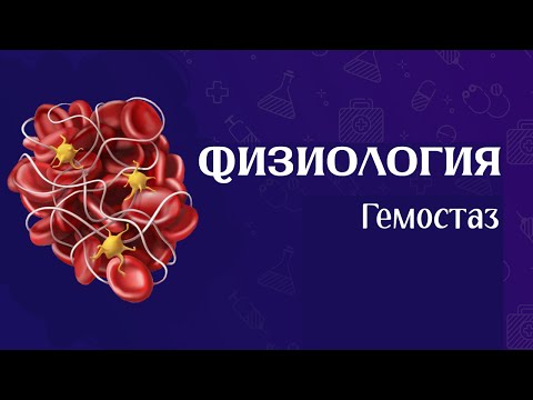 Видео: Физиология гемостаз