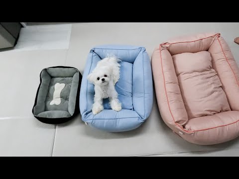 Видео: Щенок, которого я не хочу иметь, жаль, что у меня осталось мало времени.