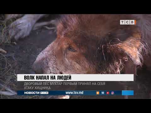 Видео: Волк напал на людей