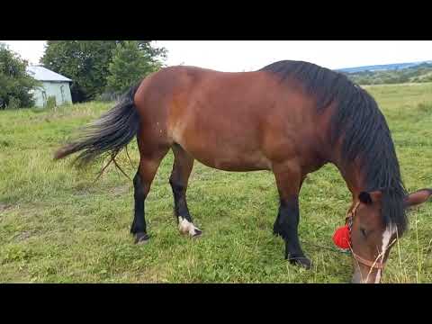 Видео: Продається кінна косарка.