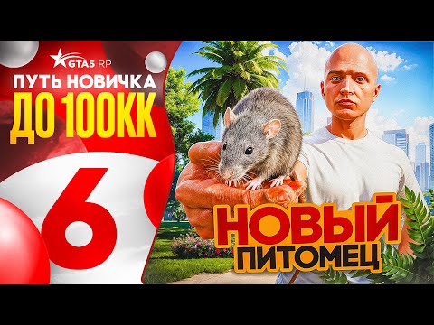 Видео: ПУТЬ НОВИЧКА ДО 100КК на GTA 5 RP #6 - ВЫБИЛ КРЫСУ! ГАЙД ПО ПИТОМЦАМ на ГТА 5 РП