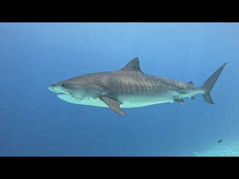 Видео: 460 Фувамула Дайвинг с тигровыми акулами