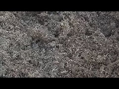 Видео: Как выбрать правильный грунт (субстрат) при выращивании рассады.