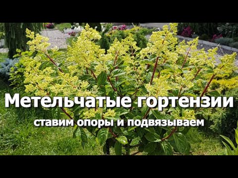 Видео: Метельчатые гортензии: подвязываем и ставим опоры | Как подвязать гортензию, опоры для гортензий