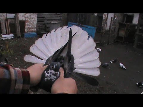 Видео: Николаевские голуби