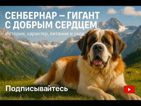 Видео: Сенбернар — гигант с добрым сердцем 🐶 История, характер, питание и уход