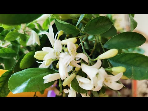Видео: Мои Любимые Комнатные Растения Мурайя и Пеперомия Обзор Уход Размножение Черенкование