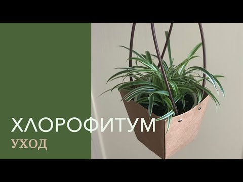 Видео: №46. Хлорофитум. Уход в домашних условиях.