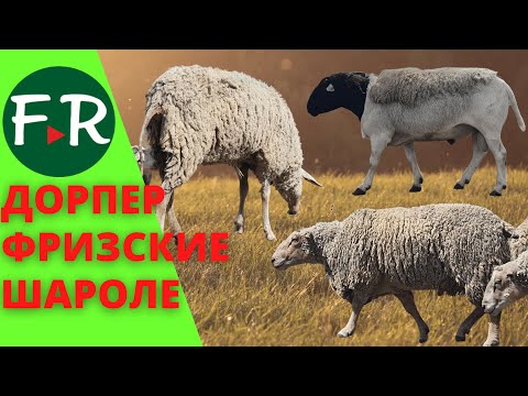 Видео: Мясные овцы дорпер и шароле. Молочные овцы - фризские на летнем пастбище хозяйства Навасард-Агро.