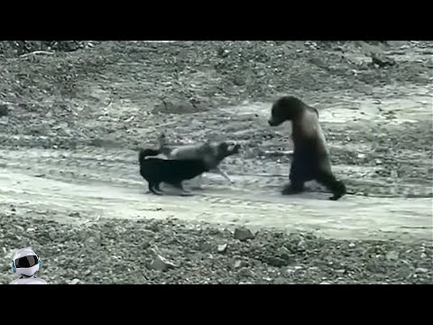 Видео: Схватка до Последнего / Эти Битвы Животных Вы Запомните Надолго