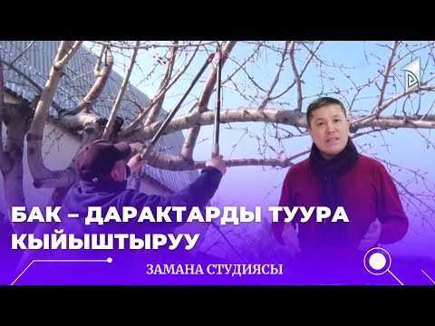 Видео: Бак – дарактарды туура кыйыштыруу