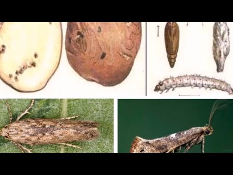 Видео: Кто выгрызает картошку на грядках? 5 самых опасных вредителей картофеля