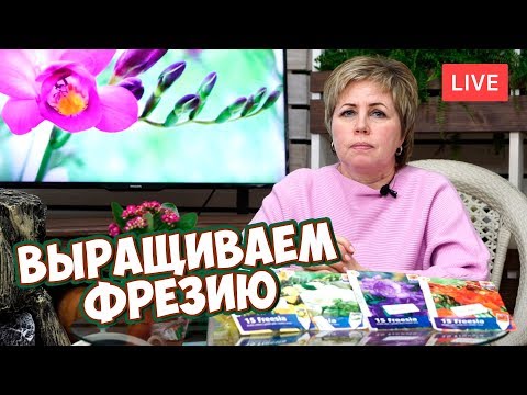 Видео: ФРЕЗИЯ ВСЕ О ВЫРАЩИВАНИИ 🌸 Посадка фрезии  🌸 прямой эфир про луковичные цветы.