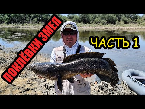 Видео: ПОКЛЁВКА ЗМЕЯ ЗА ПОКЛЁВКОЙ / ЧАСТЬ 1 / ЛОВЛЯ ЗМЕЕГОЛОВА НА СПИННИНГ