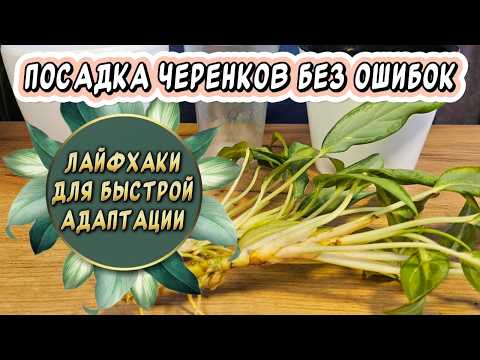 Видео: 3 ошибки при посадке укоренённых черенков. Лайфхаки для быстрой адаптации