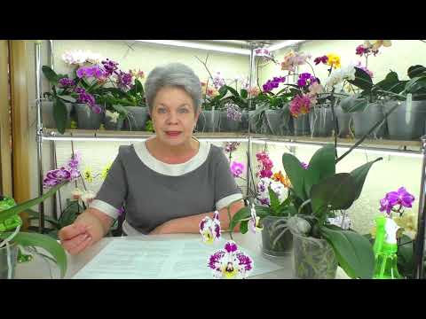 Видео: №21. Ответы на вопросы ИЗ ЖИЗНИ ОРХИДЕЙ 💐 "Вопрос в КОПИЛКУ Знаний" от ПОДПИСЧИКОВ 😊.  06.03.2022г.