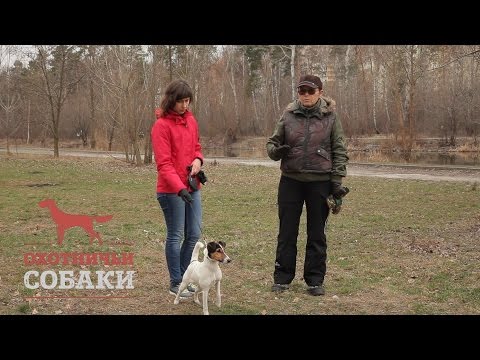 Видео: Охотничьи собаки. 17 серия. Гладкошёрстный фокстерьер
