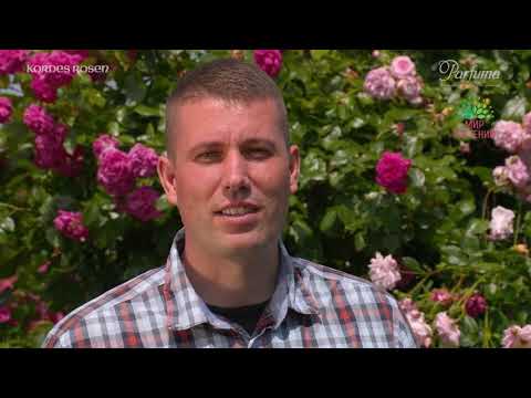 Видео: Коллекция Парфюм, ароматные розы Кордес. Parfuma Duftrosen-Kollektion Kordes