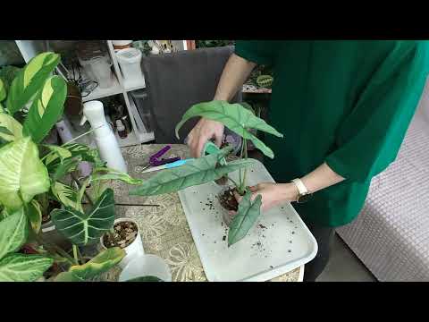 Видео: Пересадки. Алоказии, ктенанта, сингониум.