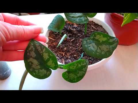 Видео: СЦИНДАПСУС (эпипремнум) - ПРАВИЛЬНЫЙ УХОД. РАЗМНОЖЕНИЕ СЦИНДАПСУСА