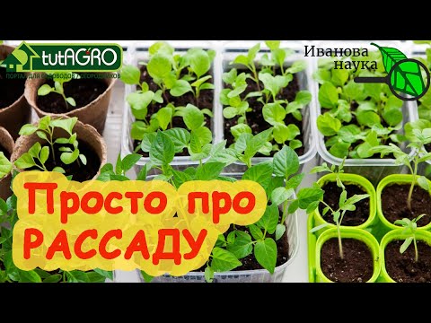 Видео: 5 ГЛАВНЫХ ВОПРОСОВ О ВЫРАЩИВАНИИ РАССАДЫ. Семена, грунты, подкормки, поливы и вытягивание рассады.