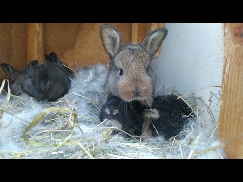 Видео: Прибавление в кролиководстве.