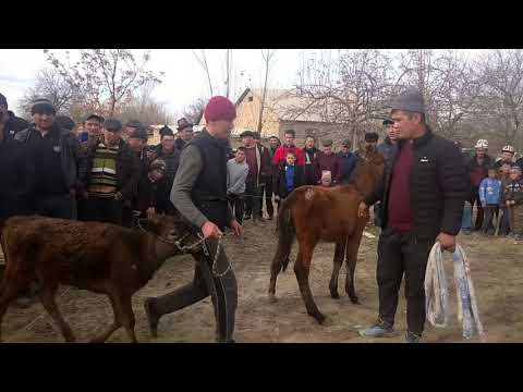 Видео: Муктар балбан Аксыда тай уткан күрөштү көрбөгөн арманда