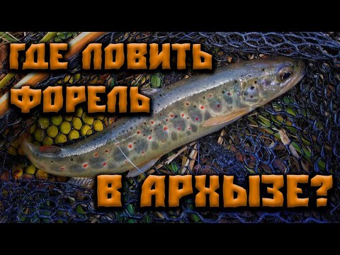 Видео: Где ловить форель в Архызе?