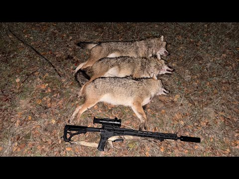 Видео: Два вечера охоты на шакала в Волгоградских степях под яркой луной.