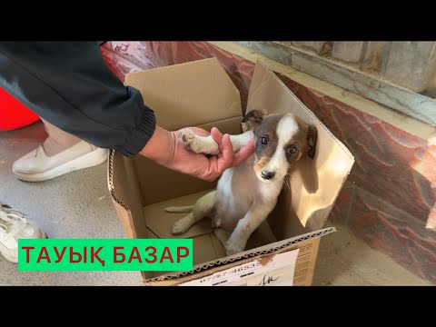 Видео: Шымкент тауық базары.