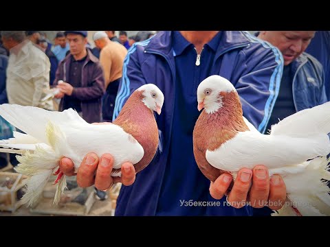 Видео: Птичий рынок г. Ташкент - ГОЛУБИ (12.04.2025)