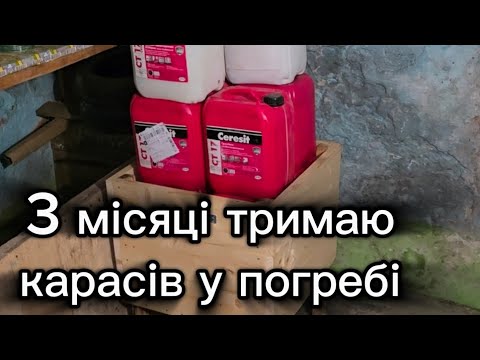 Видео: 3 місяці тримаю карасів у погребі