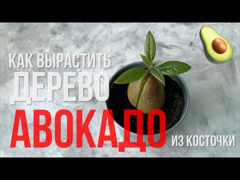 Видео: Как вырастить авокадо из косточки | Мастер класс | Два способа