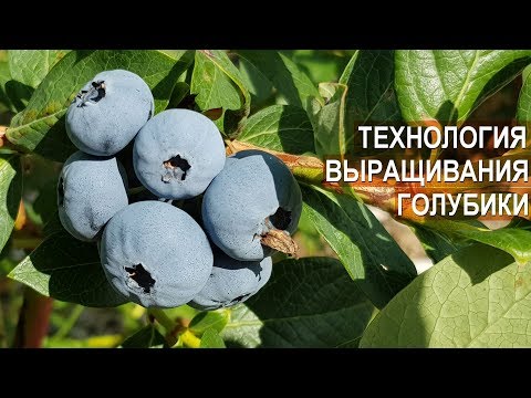 Видео: Технология выращивания голубики. Ягодная плантация Ливенское.