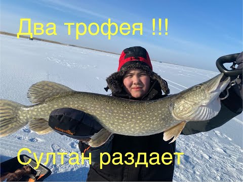 Видео: /Два трофея на одной рыбалке/Султан раздает/Трофейная рыбалка/