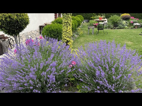 Видео: ЛАВАНДОВИЙ ДВІР В КАРПАТАХ. Івано-Франківщина.