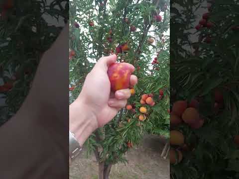 Видео: Нектарин или слива???Шарафуга))