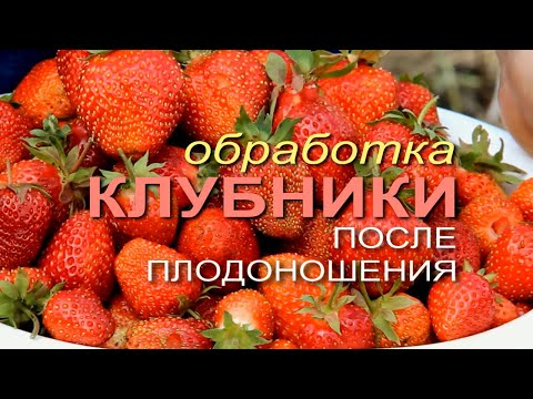Видео: ДЛЯ КЛУБНИКИ ЭТО НАДО СДЕЛАТЬ ОБЯЗАТЕЛЬНО! Советы от ЗЕЛЕНОГО ОГОРОДА!
