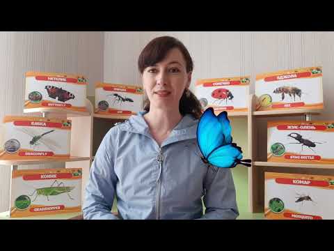 Видео: "Комахи. Метелик" заняття з розвитку мовлення/малювання для дітей старшого дошкільного віку