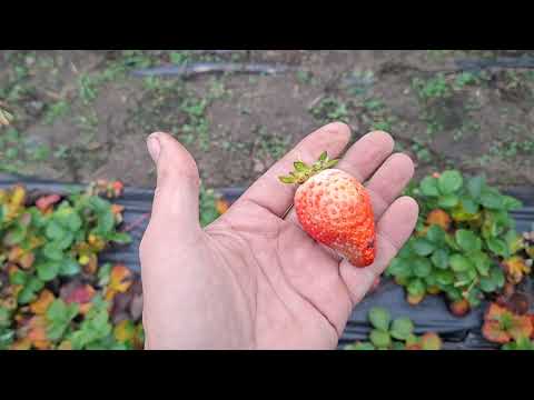 Видео: ЛУЧШИЕ СОРТА КЛУБНИКИ,КОТОРЫЕ МЫ ВЫБРАЛИ.