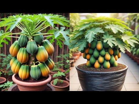 Видео: Как размножить суперкарликовую папайю прямо в домашних условиях