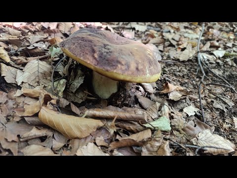 Видео: Іду в розвідку,хто зі мною?08.09.2025 р.