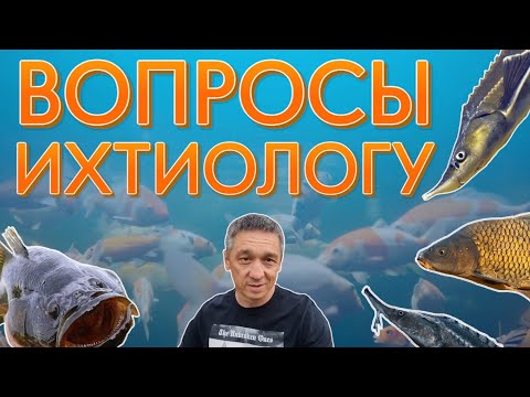 Видео: Вопросы ихтиологу, большой выпуск. Павел отвечает на вопросы.